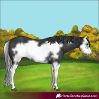 Horse Color:Black Splash Frame 