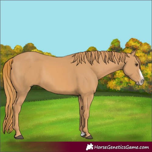 Horse Color:Chestnut Splash Frame 