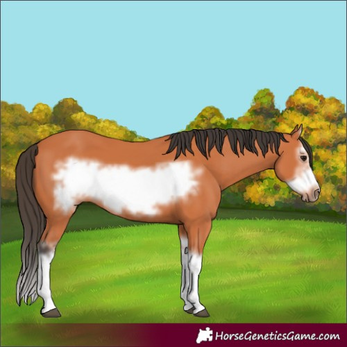 Horse Color:Bay Splash Frame
