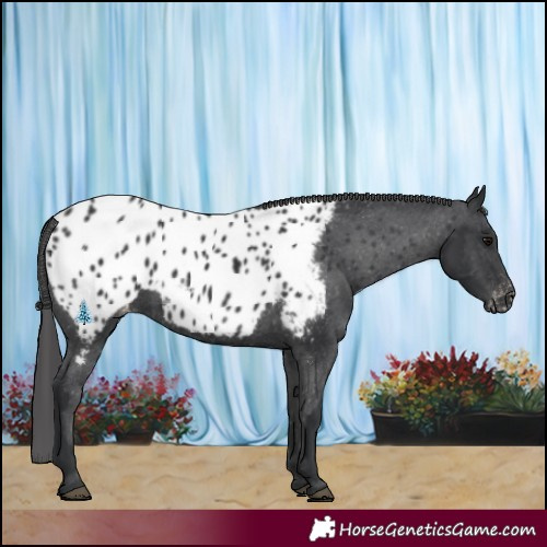 Horse Color:Black Appaloosa