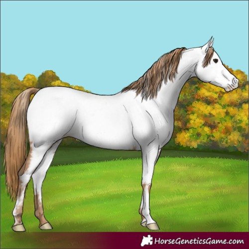 Horse Color:Black Pearl Appaloosa 
