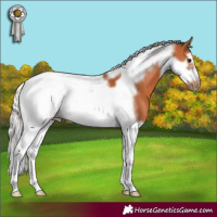 Horse Color:Silver Bay Splash Tobiano Frame
