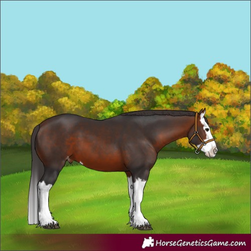 Horse Color:Bay Splash Appaloosa 