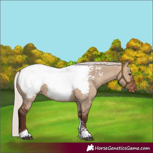 Horse Color:Silver Bay Dun Sabino Tobiano Appaloosa Rabicano 