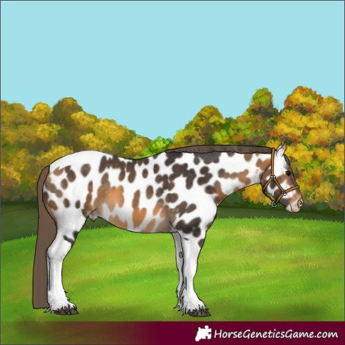 Horse Color:Buckskin Tobiano Appaloosa 