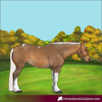 Horse Color:Silver Buckskin Tobiano 