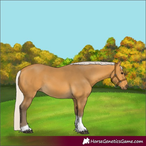 Horse Color:Silver Buckskin Tobiano 