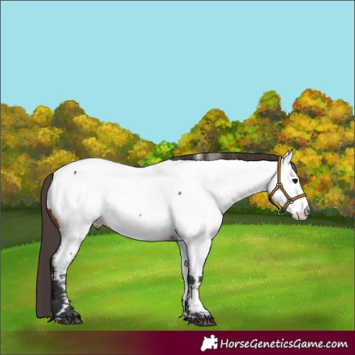 Horse Color:Bay Appaloosa 