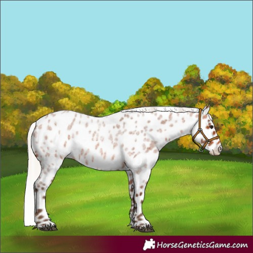 Horse Color:Silver Bay Roan Appaloosa 