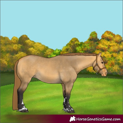Horse Color:Buckskin Dun Appaloosa 