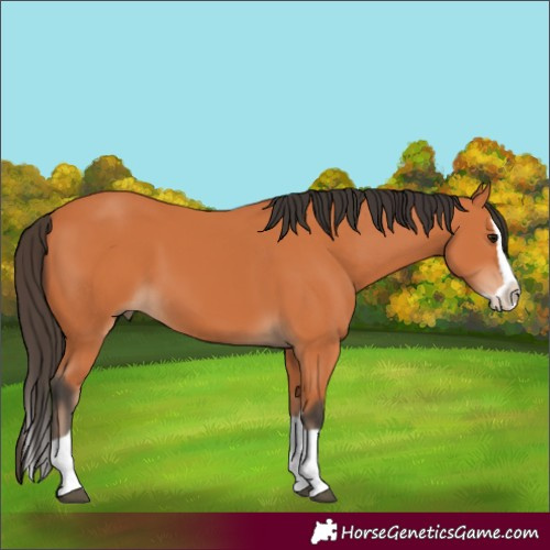 Horse Color:Bay Splash 