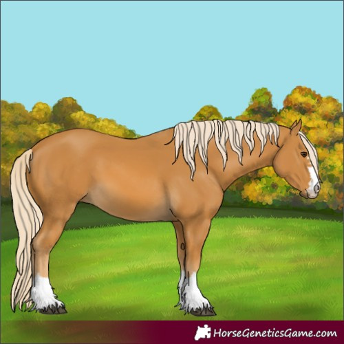 Horse Color:Palomino