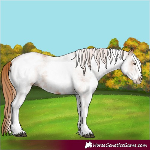 Horse Color:White Spotted Chestnut 