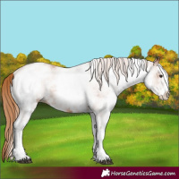 Horse Color:White Spotted Chestnut 