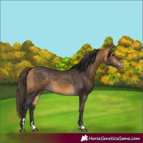 Horse Color:Buckskin 
