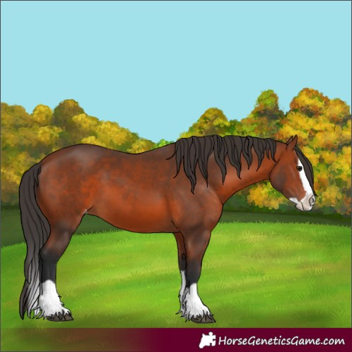 Horse Color:Bay Splash Appaloosa 