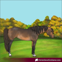 Horse Color:Buckskin 