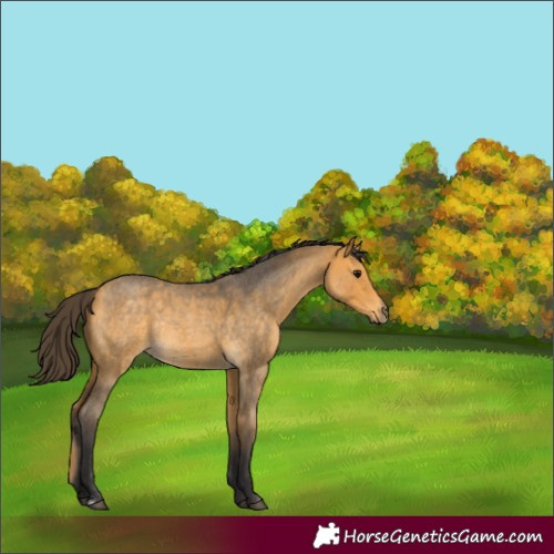 Horse Color:Buckskin Roan Rabicano 