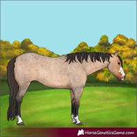 Horse Color:Bay Roan Dun Rabicano 