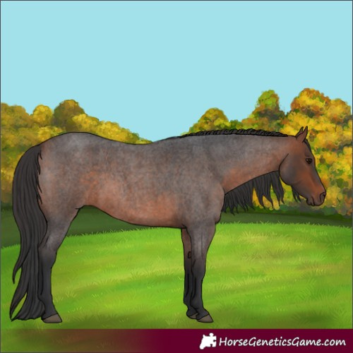 Horse Color:Bay Roan Rabicano 