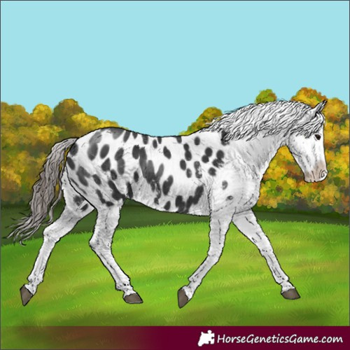 Horse Color:Black Sabino Appaloosa 