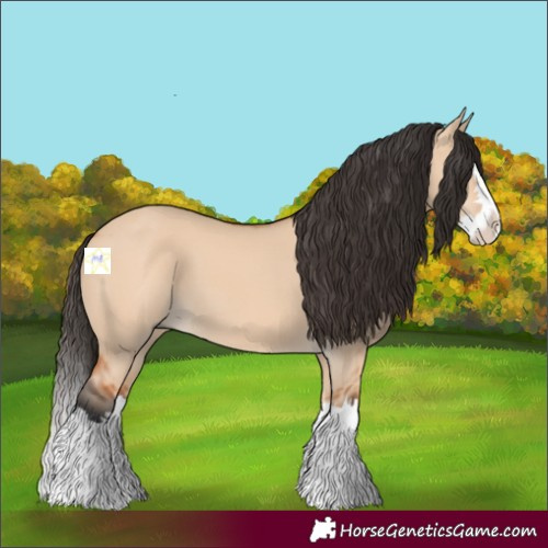 Horse Color:Bay Dun Splash 
