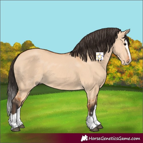 Horse Color:Bay Dun Splash 