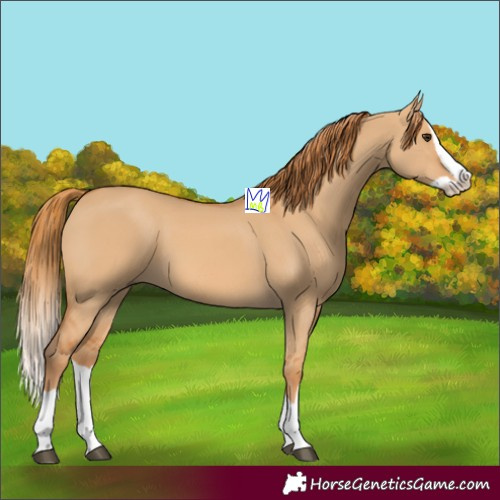 Horse Color:Red Dun Splash 