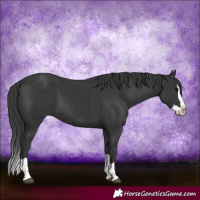 Horse Color:Black Splash 
