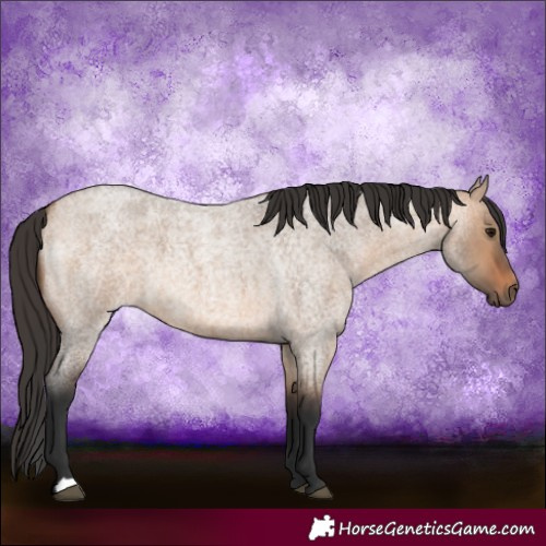 Horse Color:Bay Roan Dun 