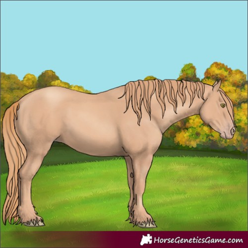 Horse Color:Gold Champagne 
