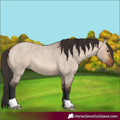Horse Color:Bay Roan Dun 