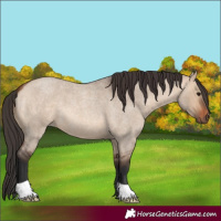 Horse Color:Bay Roan Dun 