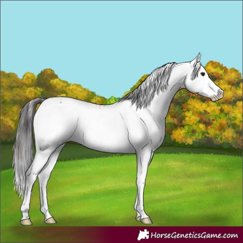 Horse Color:Brown Dun Sabino Splash 