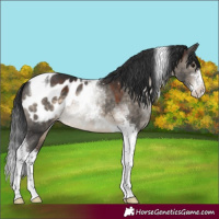Horse Color:Brown Dun Sabino Tobiano Appaloosa 