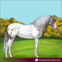 Horse Color:White Spotted Brown Dun Tobiano Appaloosa 