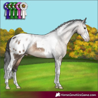 Horse Color:Brown Dun Sabino Tobiano Blanket 