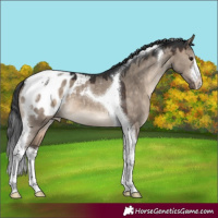 Horse Color:White Spotted Brown Dun Tobiano Blanket