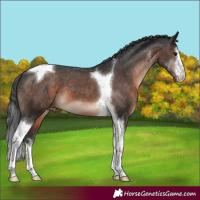 Horse Color:White Spotted Brown Tobiano Appaloosa 