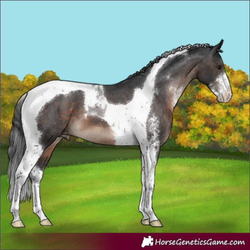 Horse Color:Brown Sabino Tobiano Varnish 