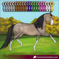 Horse Color:White Spotted Brown Dun