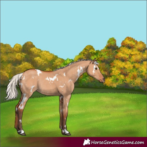 Horse Color:White Spotted Silver Bay Dun Rabicano 