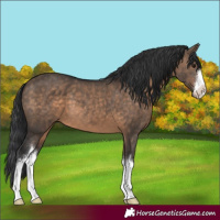 Horse Color:White Spotted Brown Dun 