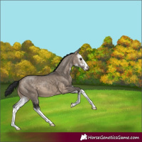 Horse Color:White Spotted Brown Dun