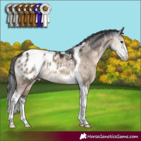 Horse Color:White Spotted Brown Dun Tobiano Appaloosa