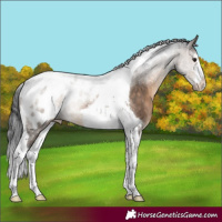 Horse Color:White Spotted Brown Dun Tobiano Appaloosa