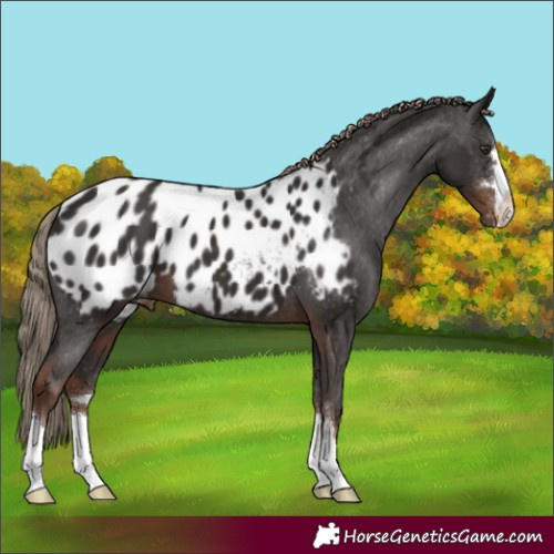 Horse Color:Liver Chestnut Appaloosa 
