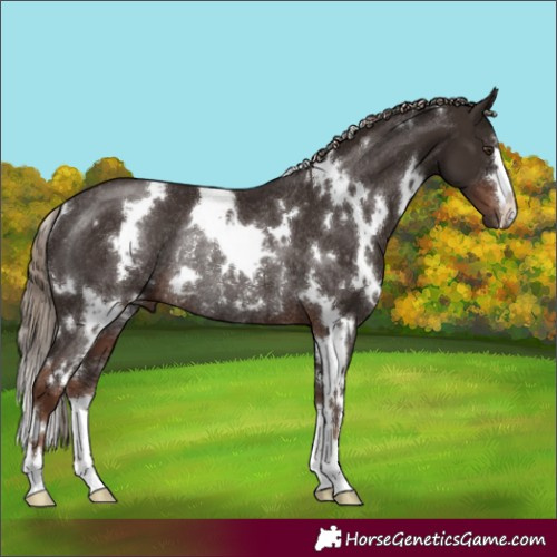 Horse Color:White Spotted Liver Chestnut Rabicano 