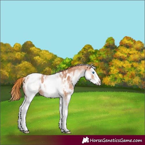 Horse Color:White Spotted Chestnut Splash Appaloosa 