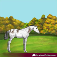 Horse Color:White Spotted Brown Dun Tobiano